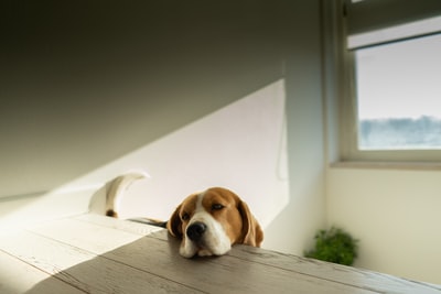 The brown dog on the table
